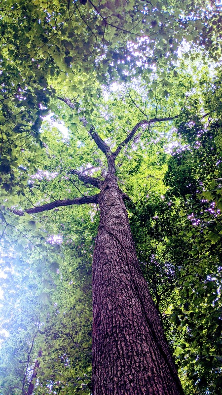 Up in the canopy