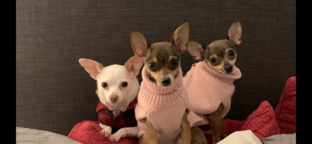 Buddy, Pepper and Paris