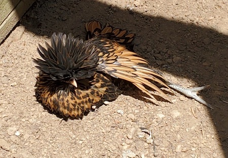 Chiquita the Gold Laced Polish Chicken