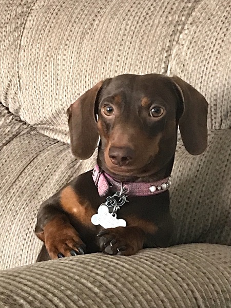 Mr. Weenie