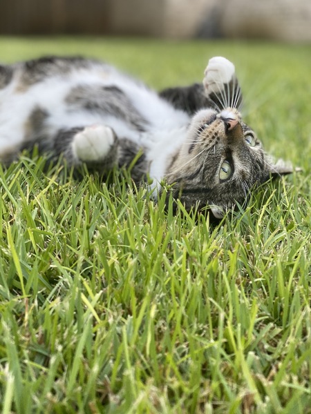 Lynx