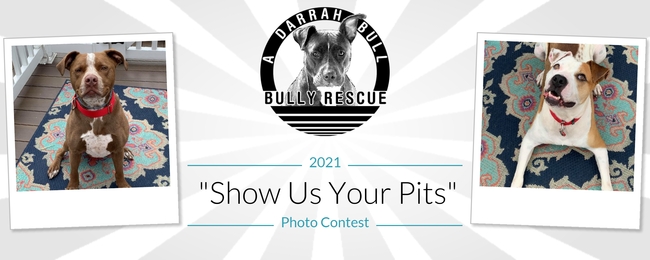 Rules A Darrah Bull Bully Rescue Inc 3rd Annual Adbbr Show Us Your Pits 21 Calendar Contest