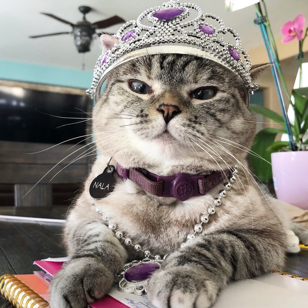 Vote for Nala Cat 2020 Ravishing Rescues Calendar Photo Contest