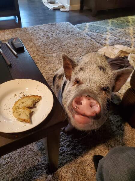 Wilbur Piggles