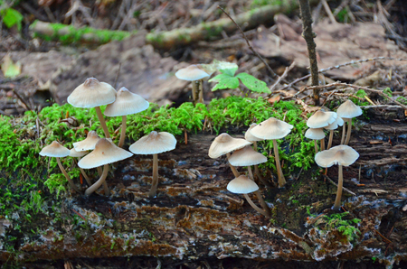 Wildwood mushrooms