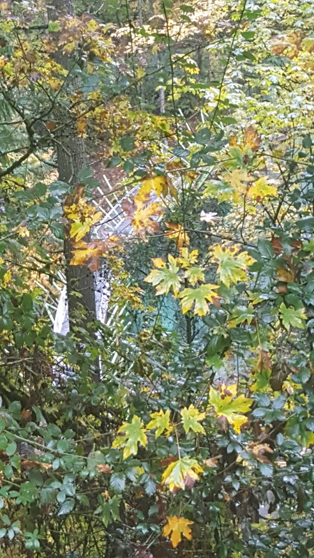 Barbara Walker crossing from SW Fischer Lane