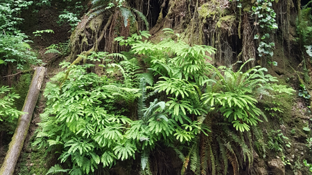 Maidenhair ferns along Balch Creek