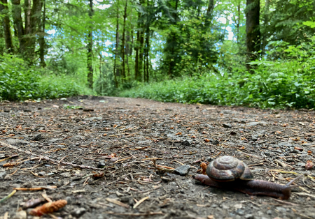 Snail on Springville