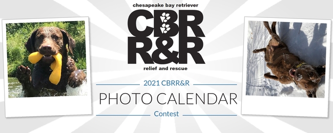 Chesapeake Bay Retriever Relief Rescue 2021 CBRR R Photo Calendar   Bannertemplate 01 