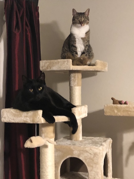 Holmes and Watson