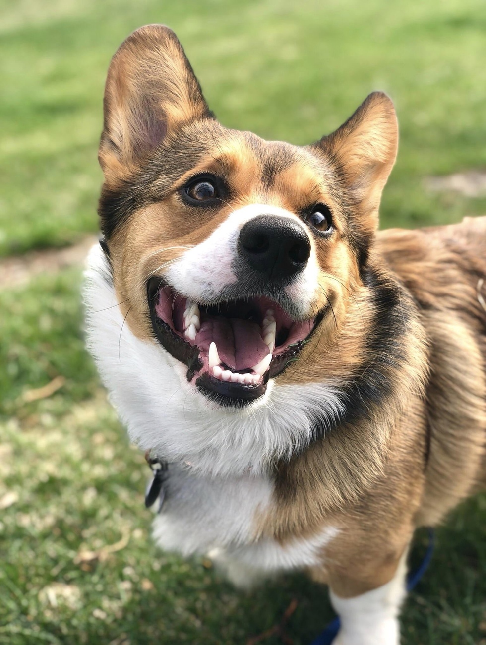 Vote for Locutus of Corg | Beautiful Paws Pet Calendar Contest 2021