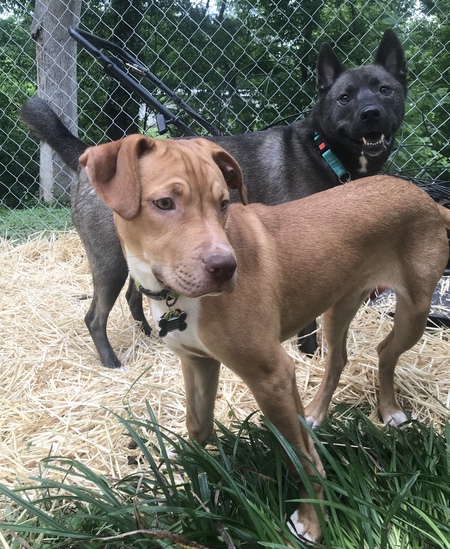 Luna & Luci