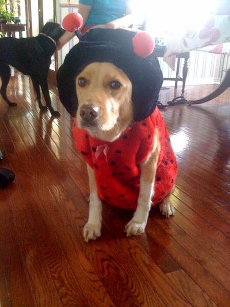 Mr. James as a Fancy Lady Bug