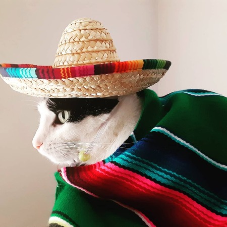 Sombrero Cat