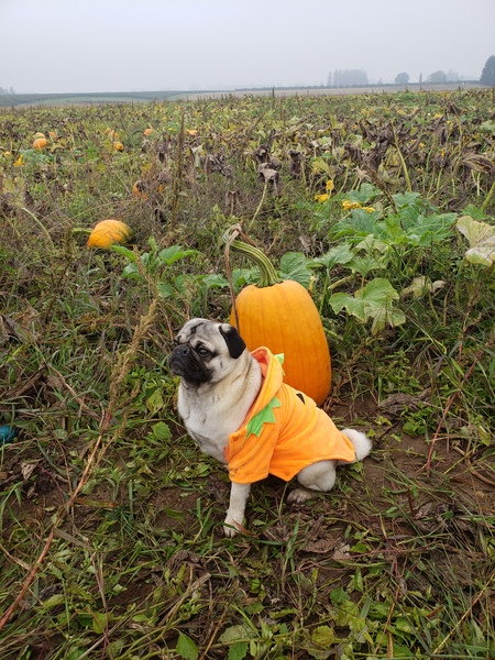 Roger the Pugkin