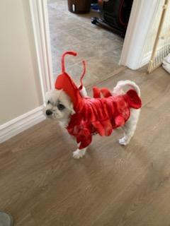 Sammy the Scleroderma Lobster