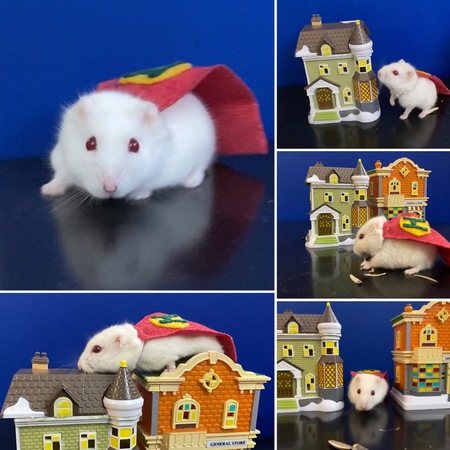 Vanilla The Super Hamster