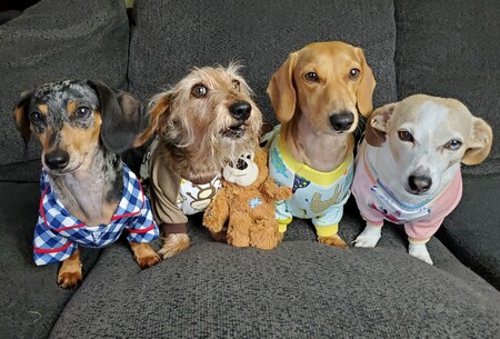 Charlie, Odie, Griffin and Sandy