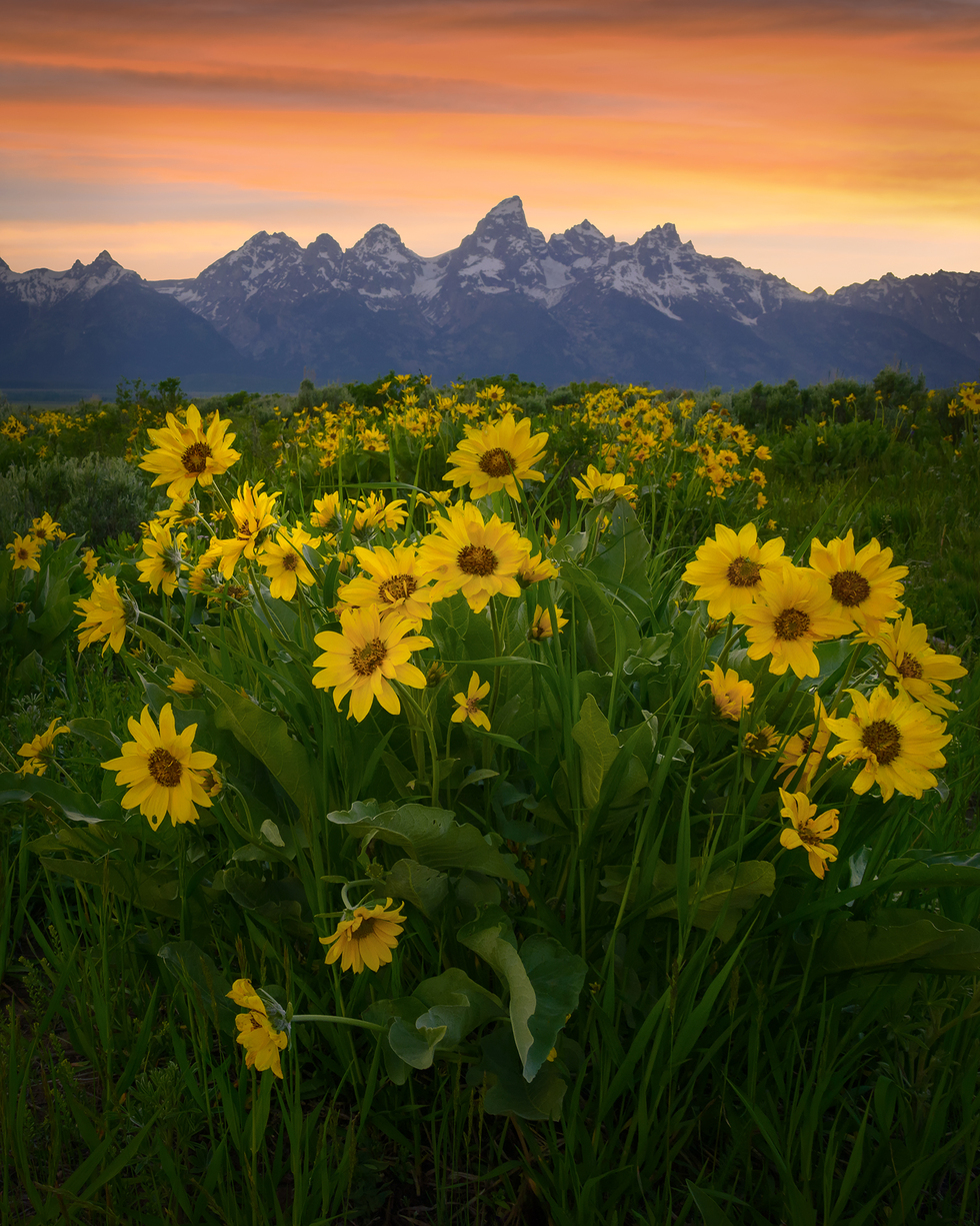 Vote for Sunset Bloom | CEFF International Environmental Photography ...