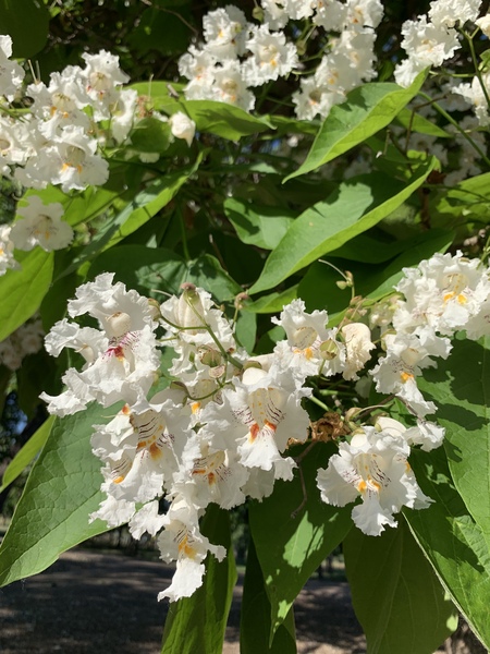 Catalpa in Bloom