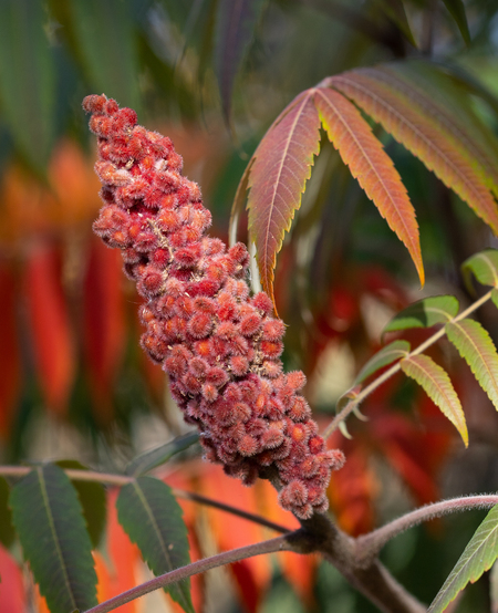 Sumac Fall Colors