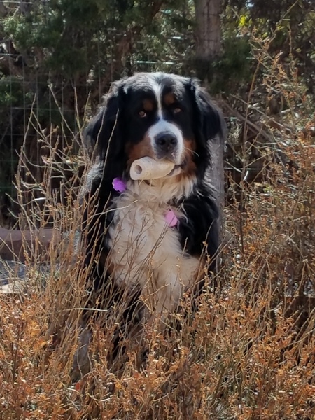 Greta