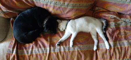 Dutch and Cotton