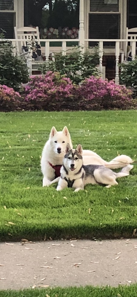 Koda and Kai