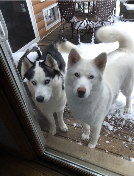 Koda & Kira