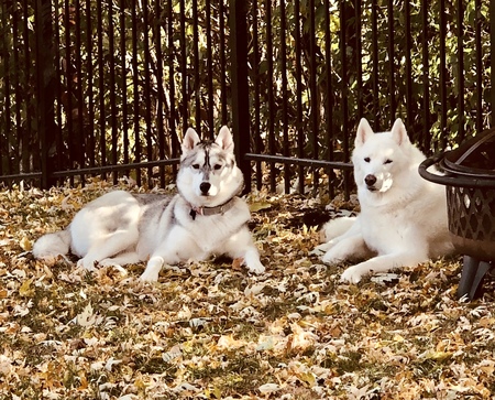 Koda and Kai