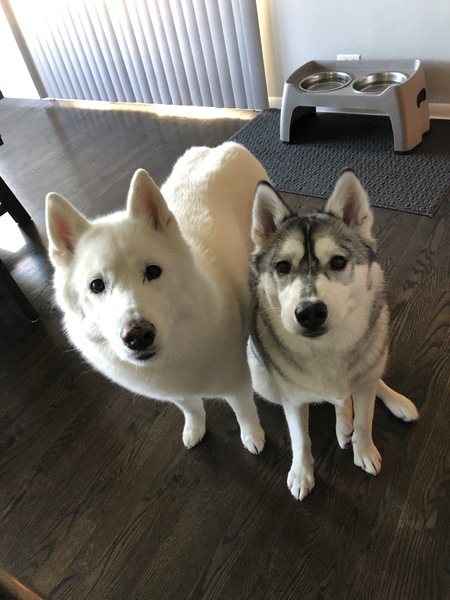 Koda and Kai