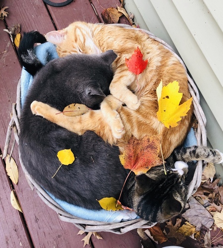 Dusty, George & Hamilton (Hammie is the little one on the bottom)