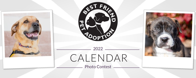 Best Friend Pet Adoption Best Friend Pet Adoption Calendar Contest