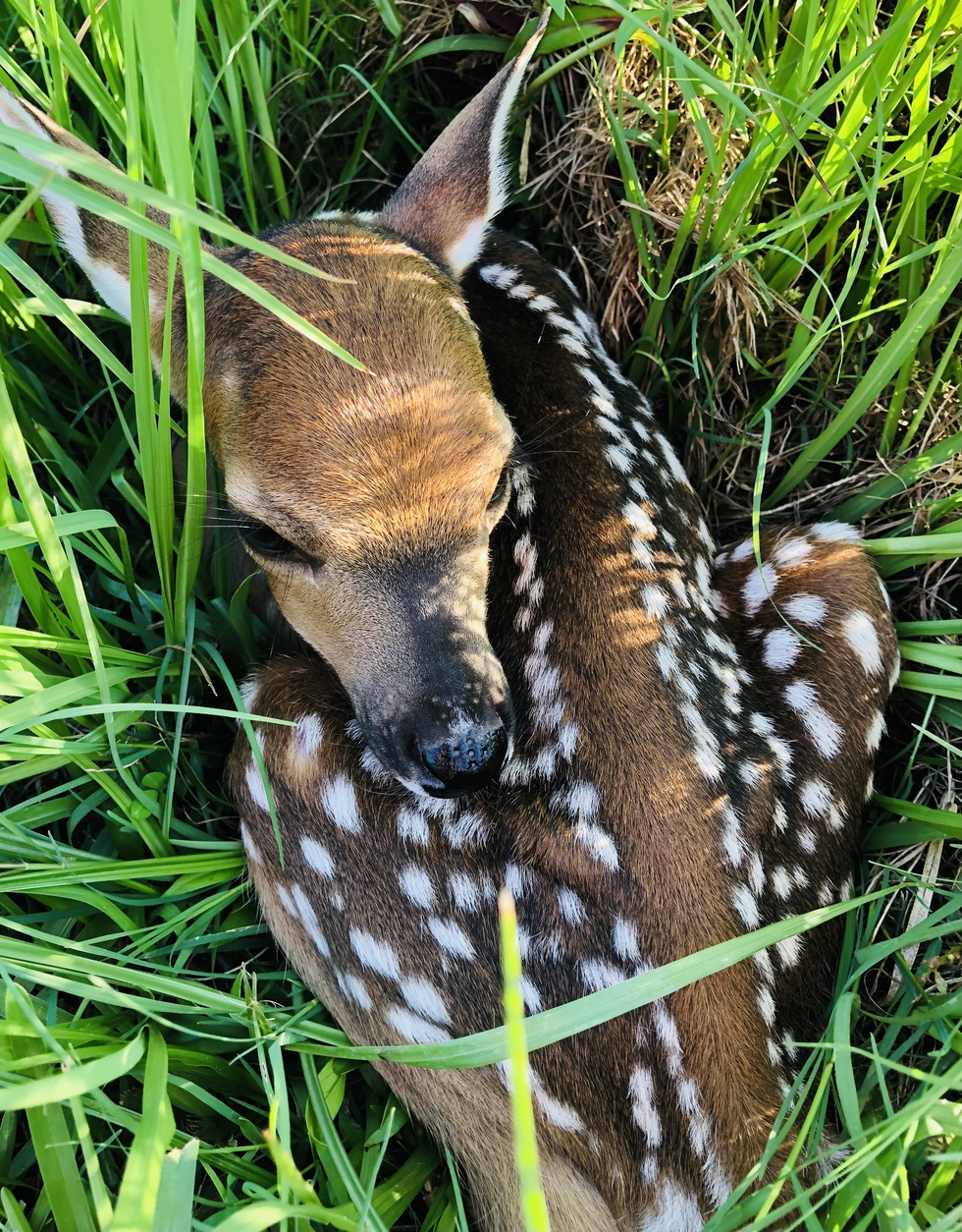 Vote for Lovely Newborn Fawn | 2021 TWRC 