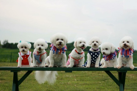 Sophie, suki,Sammy, snowflake  sugarplum, scotty and Sonny