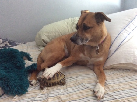 Kaya with Scottie the tortoise