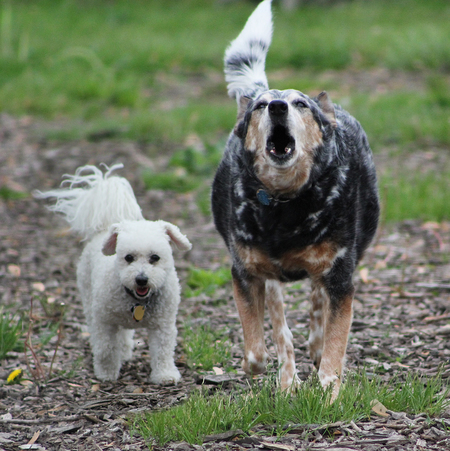 Millie and Chance