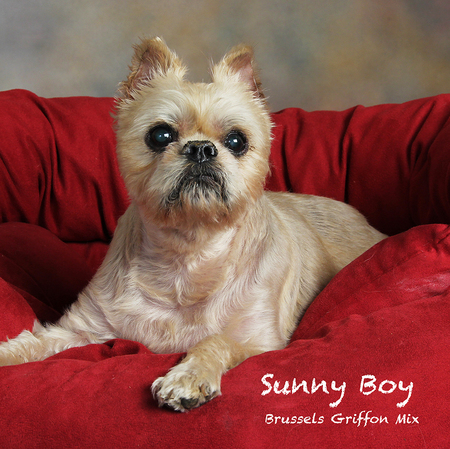 Sunny Boy Needs Help!