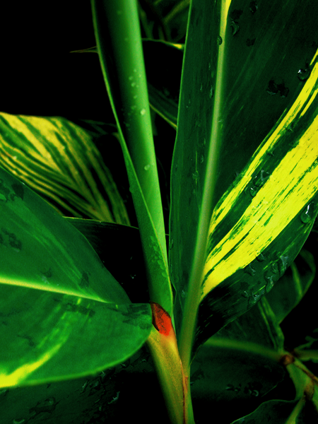 Green and Yellow Canna