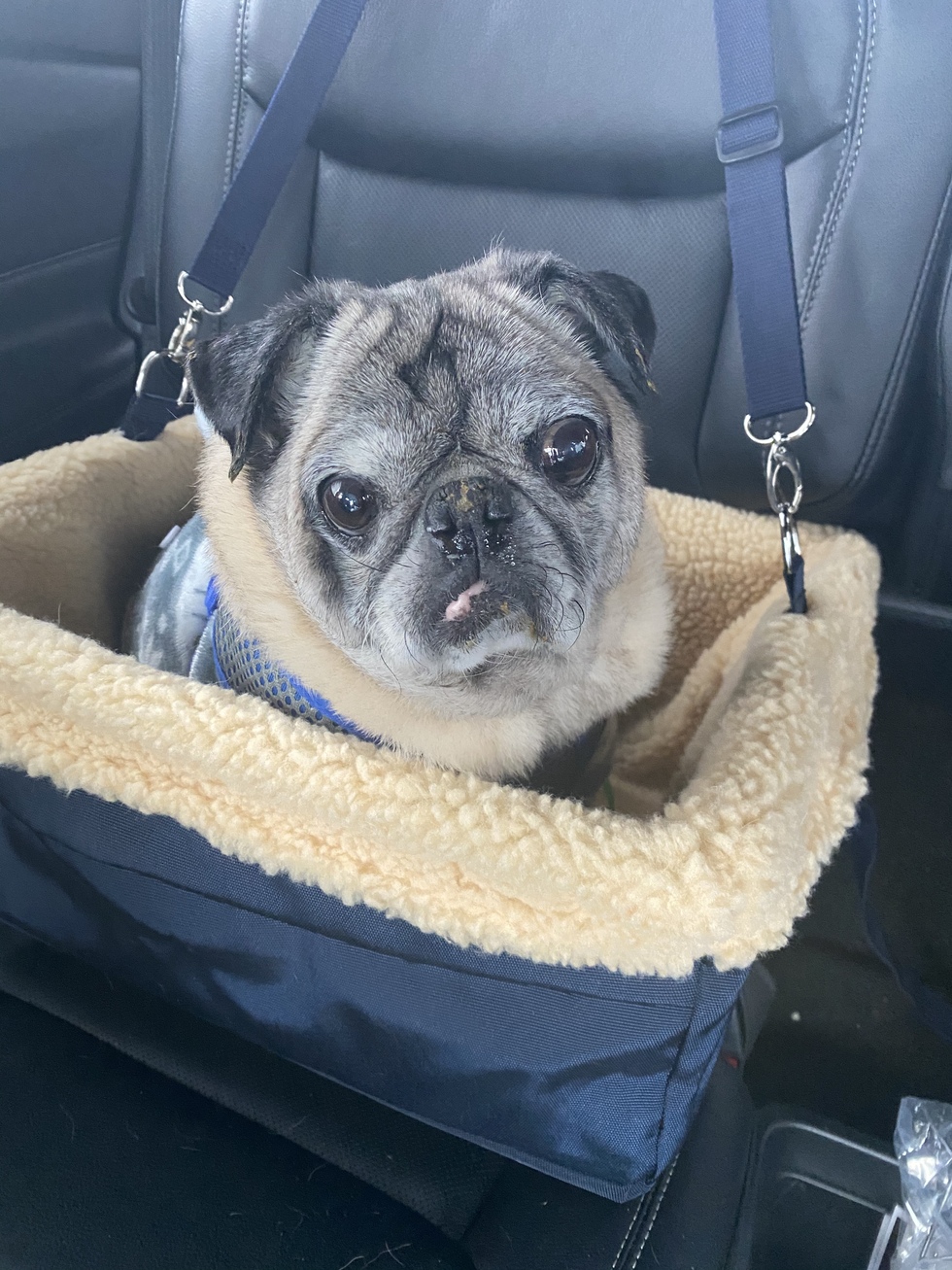 Vote for Bailey | Pug Rescue of New England 2022 Calendar Contest