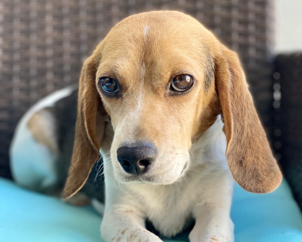 Vote for Tuck | 2022 Triangle Beagle Rescue Calendar Contest