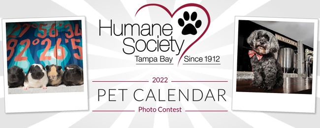 Bark in the Park 2020 🐶☀️💙 - Humane Society of Tampa Bay