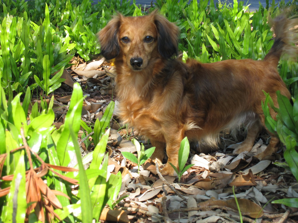 Vote for Mini | 2016 Dachshund Rescue South Florida ...