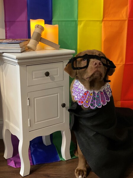 Woof Bader Ginsburg 