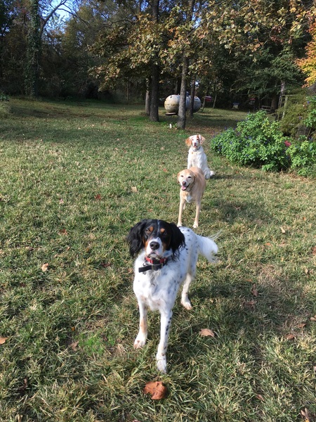 Finn (foreground) and the late, great Lucy and PJ