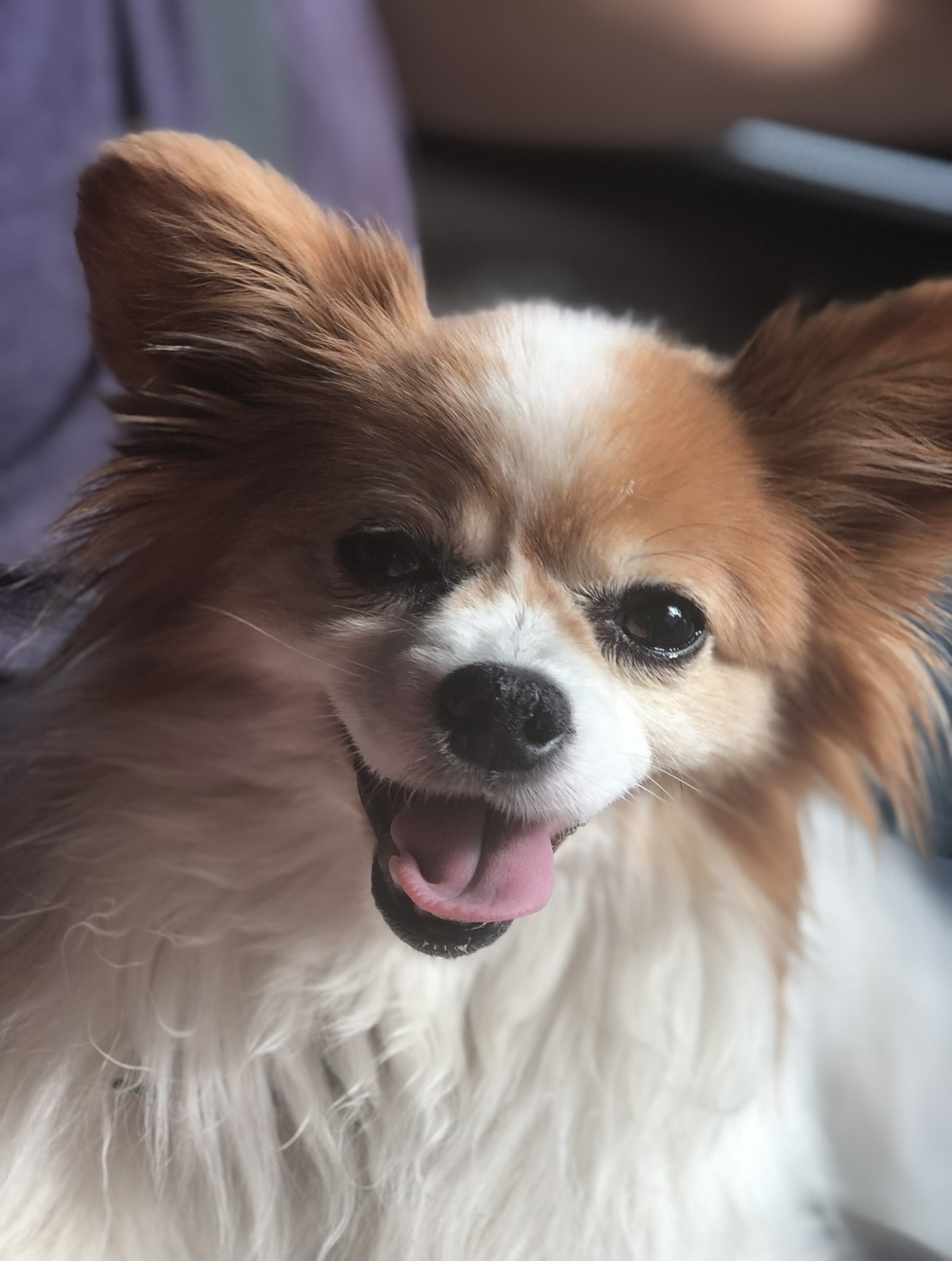 Vote for Chi Chi | 2022 Best Pets Of The Wiregrass Calendar Photo Contest