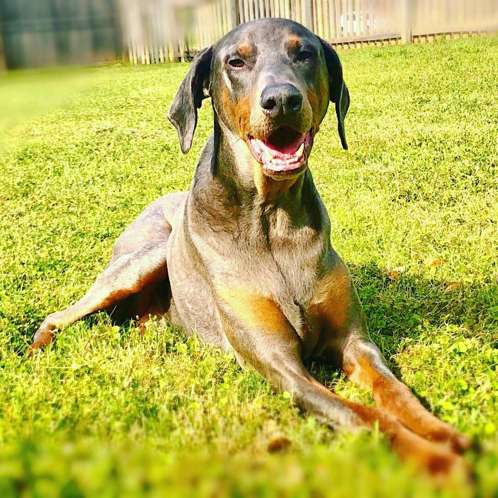 Vote for Axl | 2022 Best Pets Of The Wiregrass Calendar Photo Contest