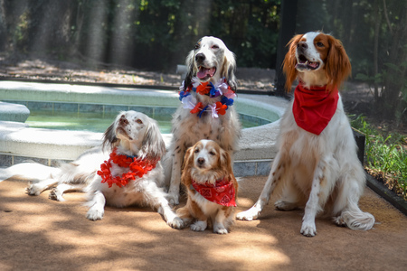 The Patriotic Party (Pluto, Winston, Dexter & Harvey