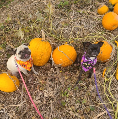 Ivy (formerly Roxie) on the right