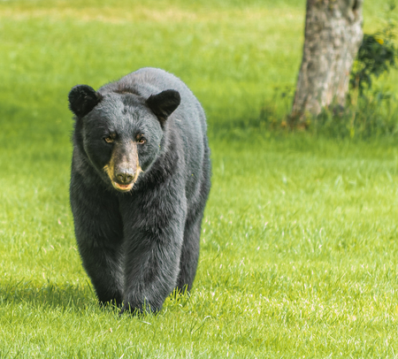 Backyard bear